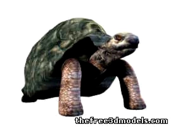 Big Tortoise (turtle)