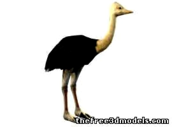 OStrich