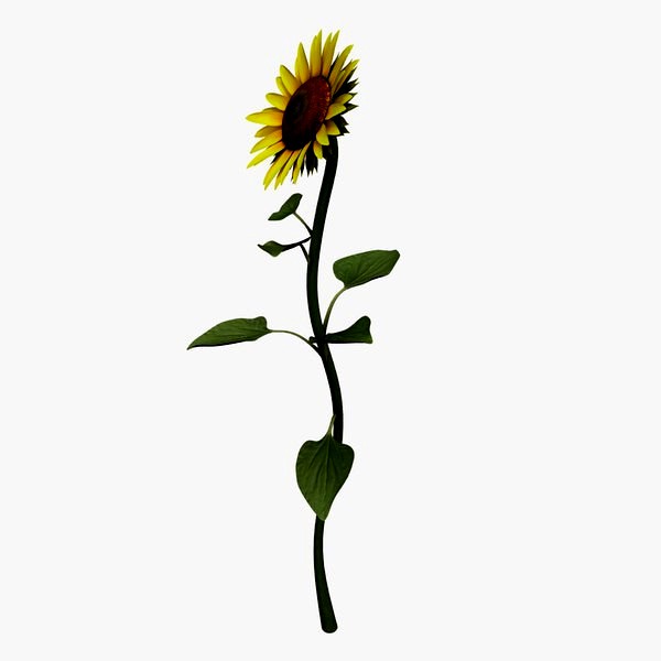 Sunflower v1