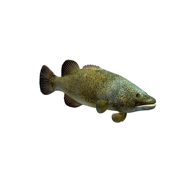 murray cod v2