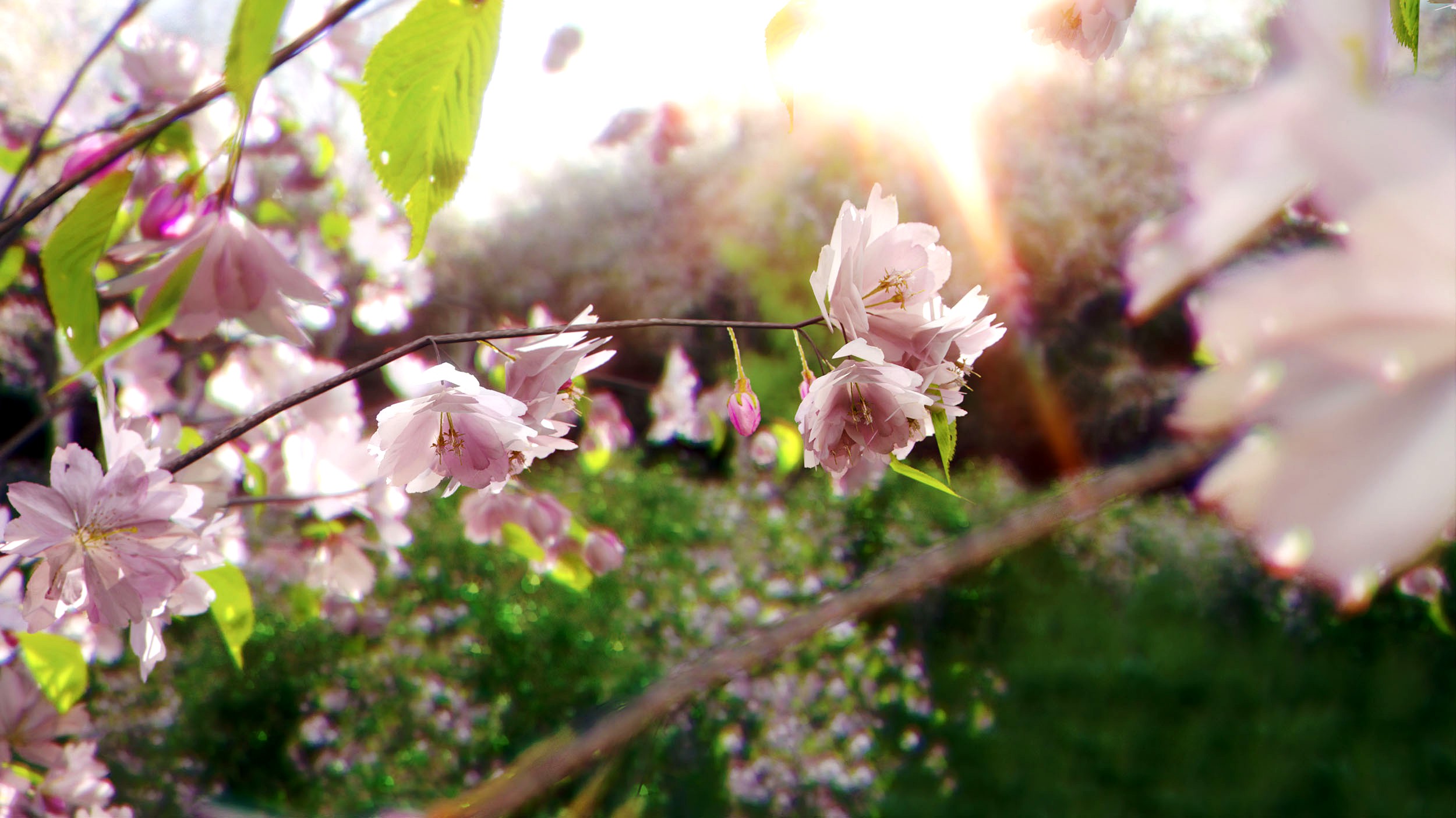 Cherry Blossom
