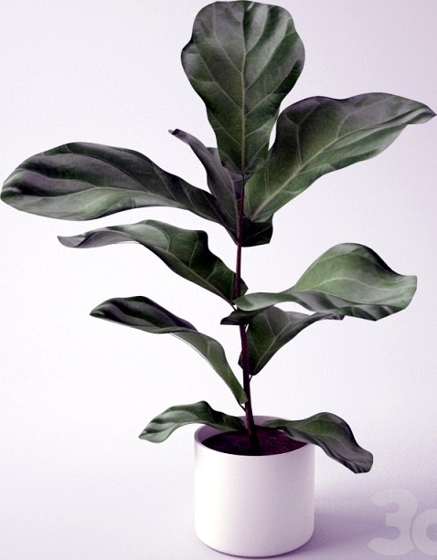 Ficus / Seedling of Ficus