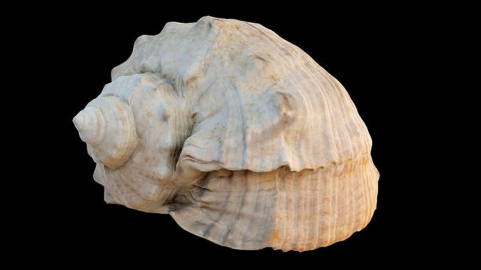 Charonia Tritonis Sea Shell