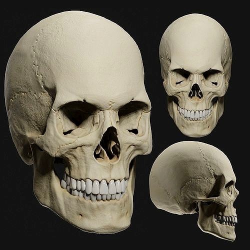 PBR male skull model