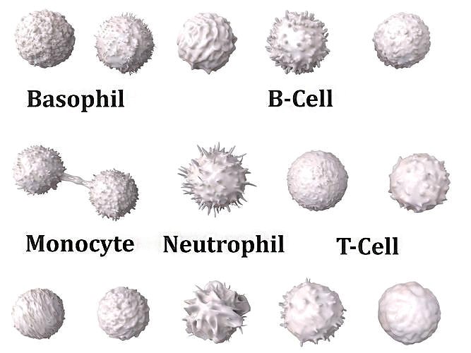 Lymphocytes Pack Bundle