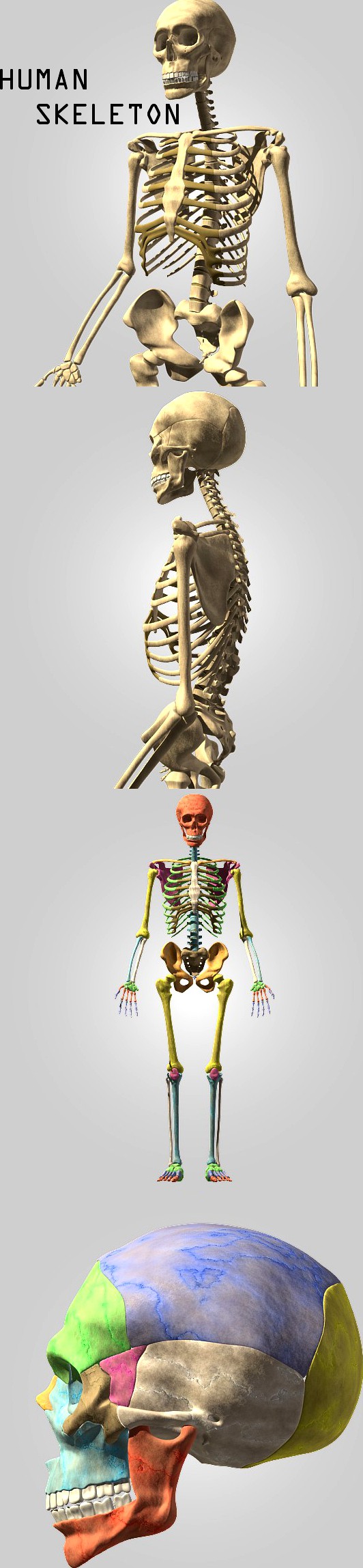 Human skeleton