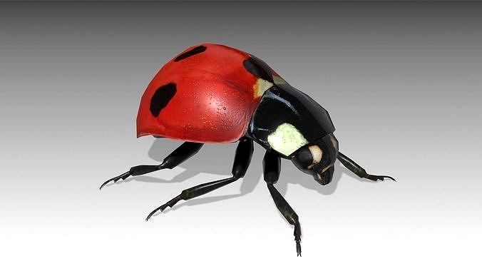 Ladybug Animated