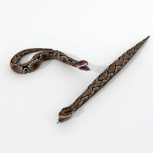 Python Snake