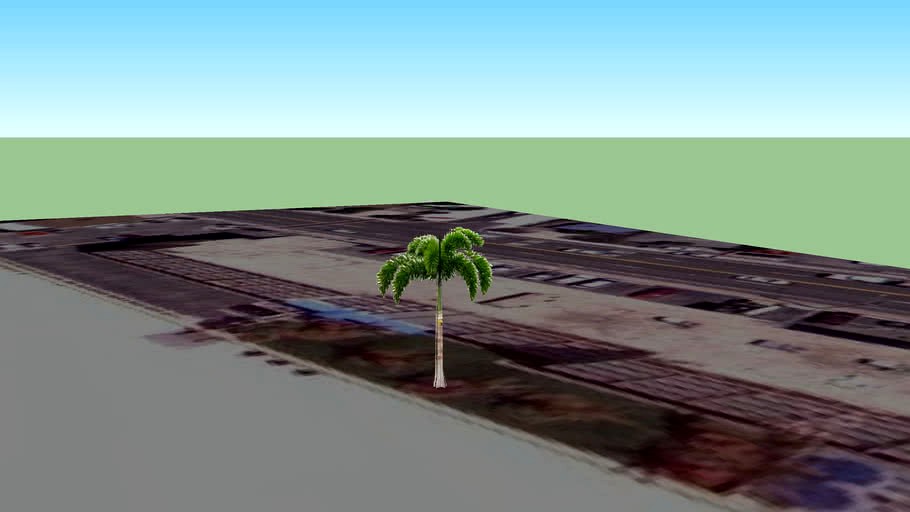 Palmtree