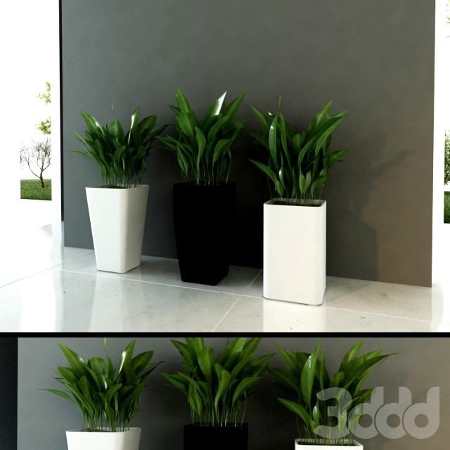 Modern Indoor Foliage!