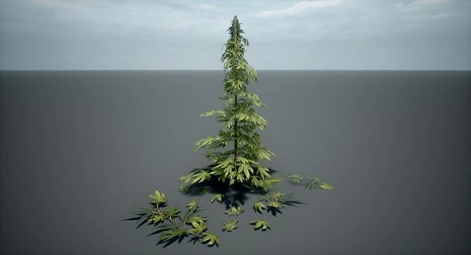 Cannabis Pack Lowpoly