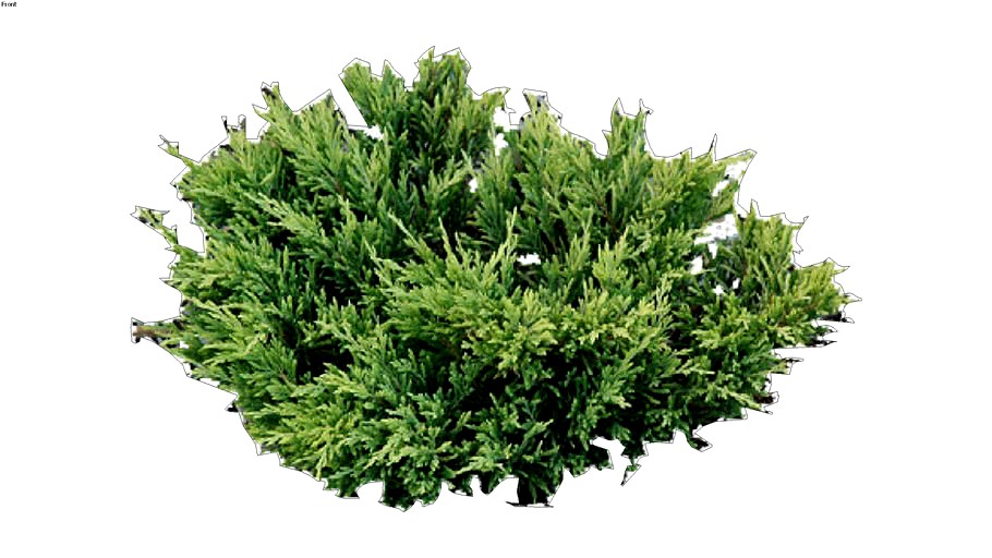 Lime Green Juniper