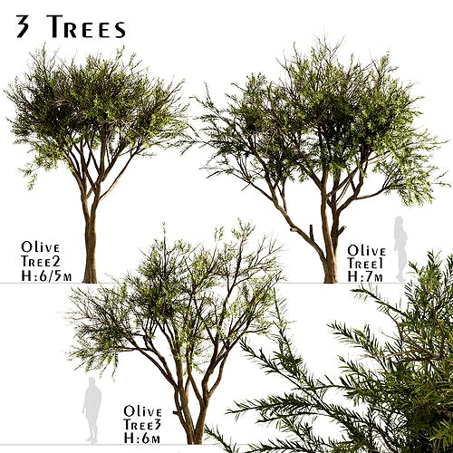 Set of Olive or Olea Europaea Trees - 3 Tree