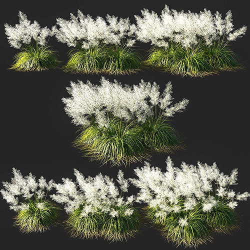 grass