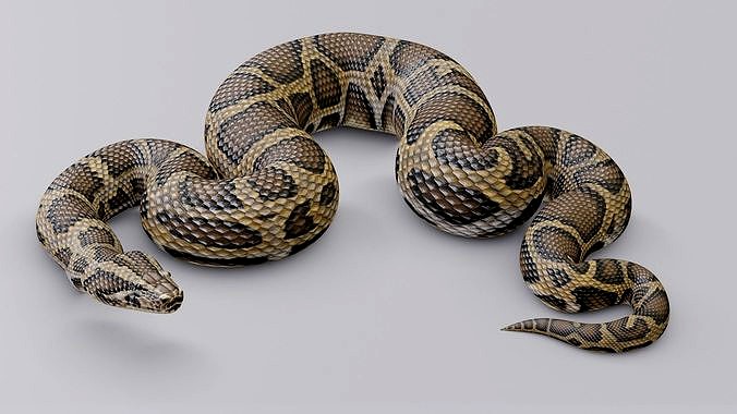 Animated Burmese Python