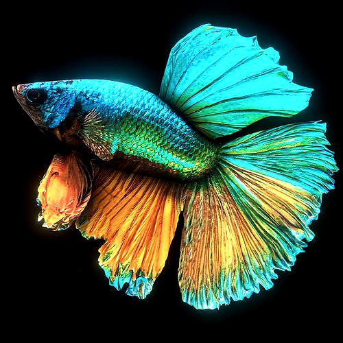 Betta Splendens