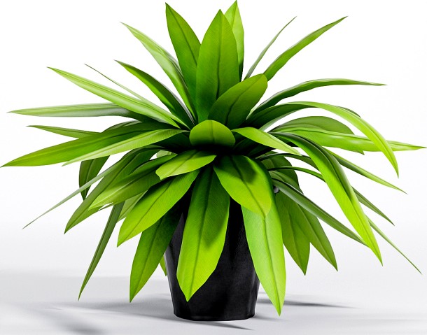 Bird&#039;s nest fern plant -5