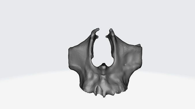Zygomatic Bone | 3D