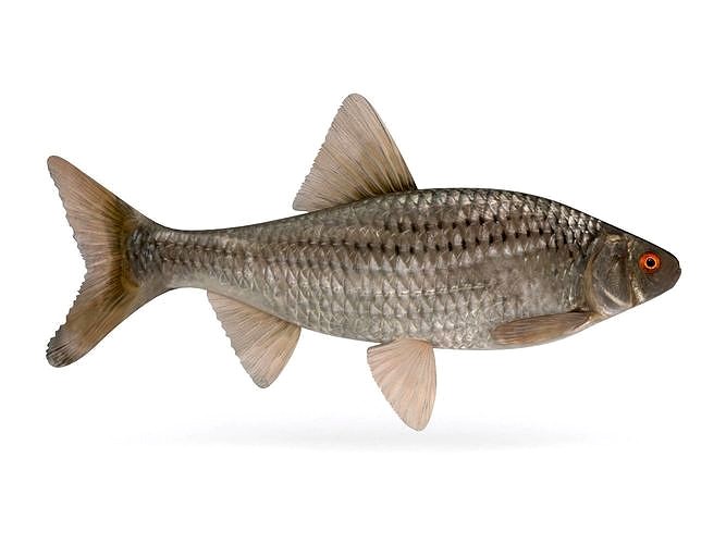 Roach Fish