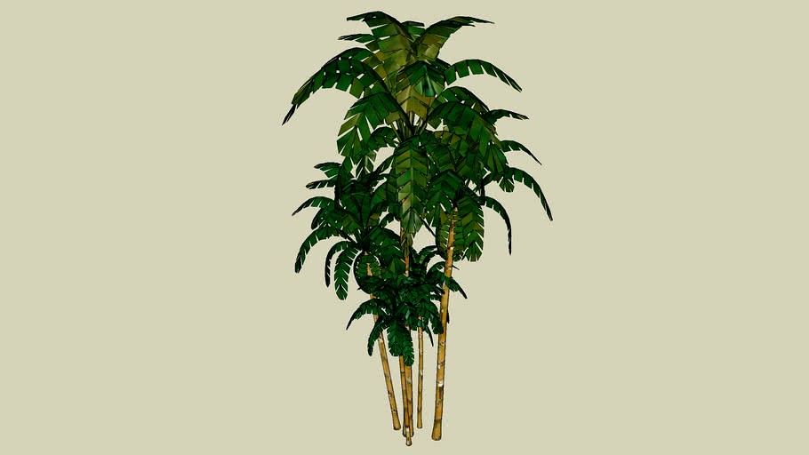 areca