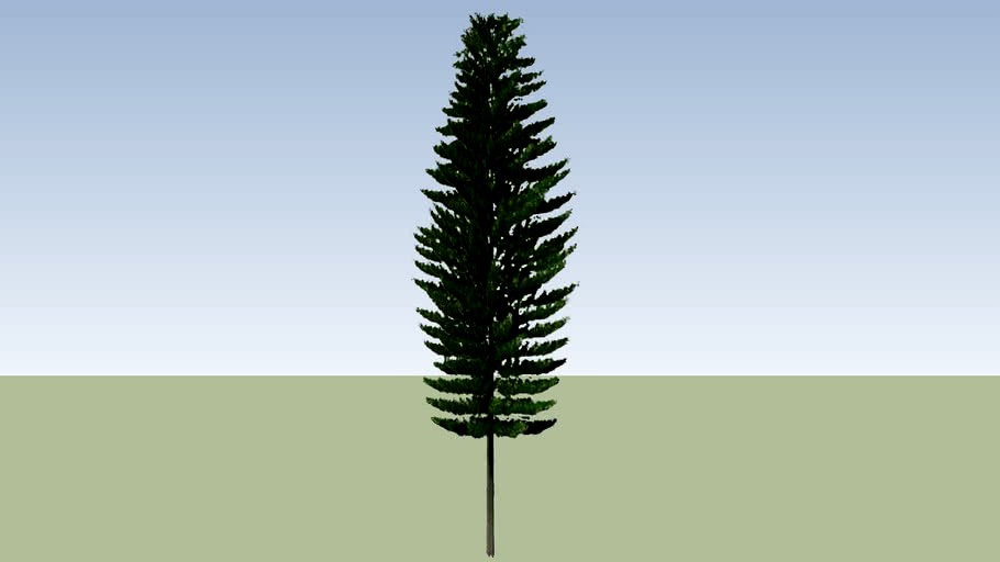 Norfolk Island Pine_2