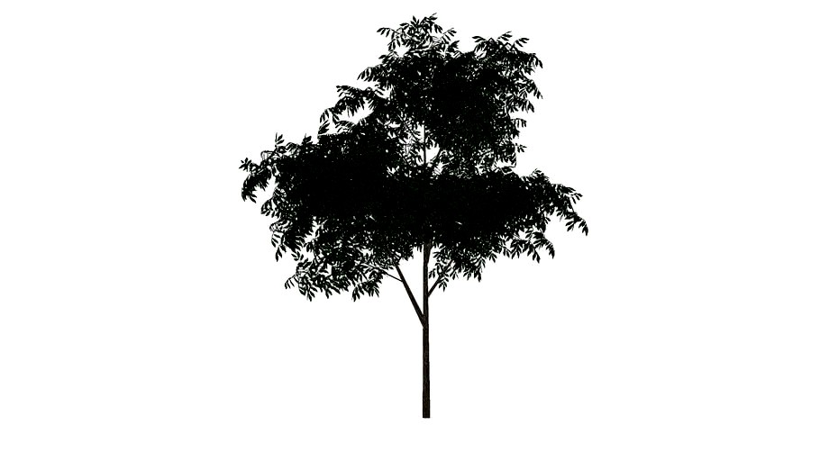 BROADLEAF TREE 1