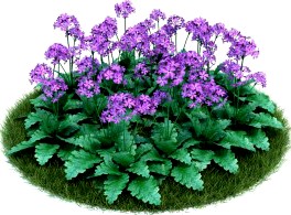 Primula sieboldii 042 AM86