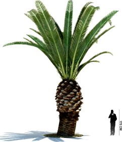 Phoenix canariensis 21 AM85