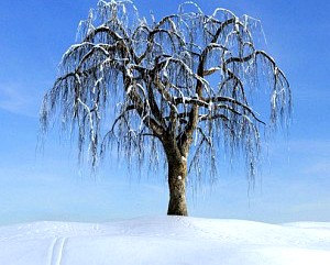 Weeping Willow Tree 034 Am100