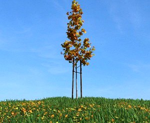 Maple Tree 059 Am100