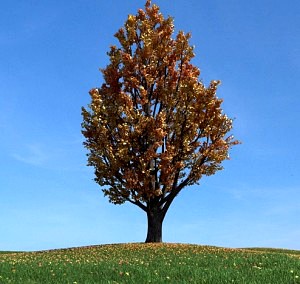 Ginkgo Tree 093 Am100