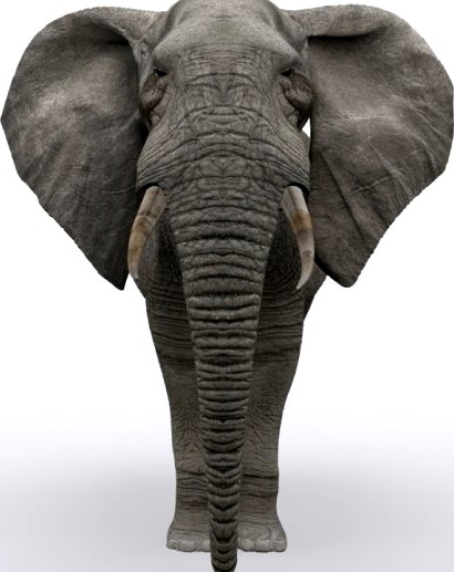 African Elelphant3d model