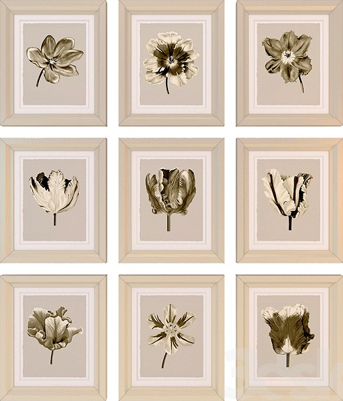 Charlotte Morgan Watercolour Tulips Sepia Nine Piece