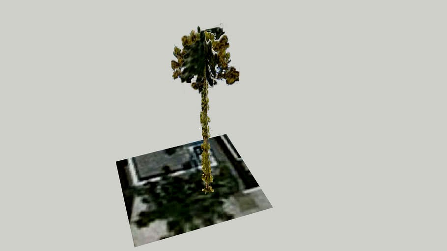 Pinheiro - Araucaria