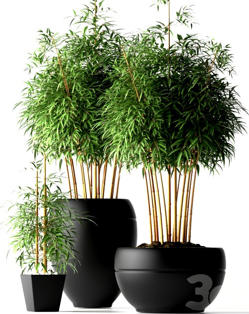 BAMBOO PLANTS 18