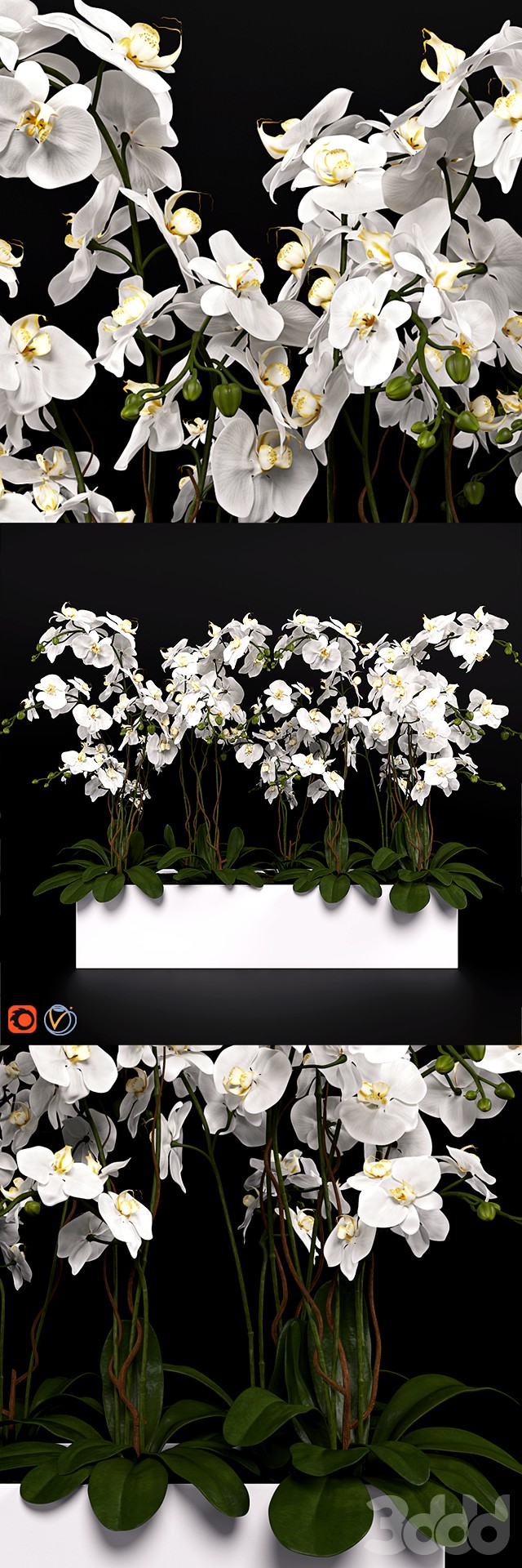 Орхидея (phalaenopsis) букет 3