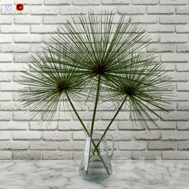 Cyperus papyrus / Papyrus in a vase