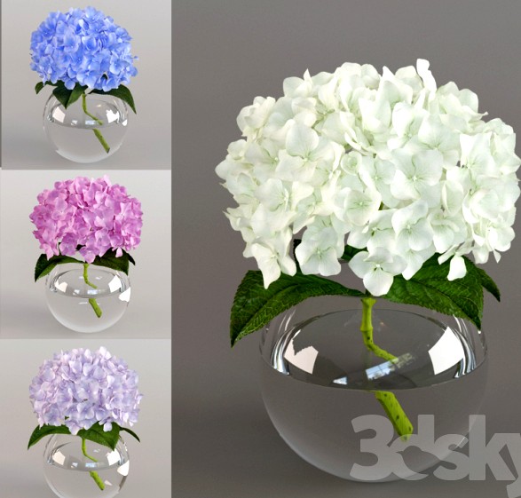 Spray the hydrangea