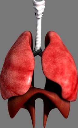 Respiratory system3d model