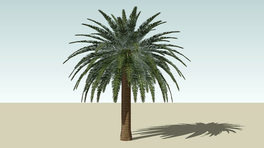 Canary Island Date Palm