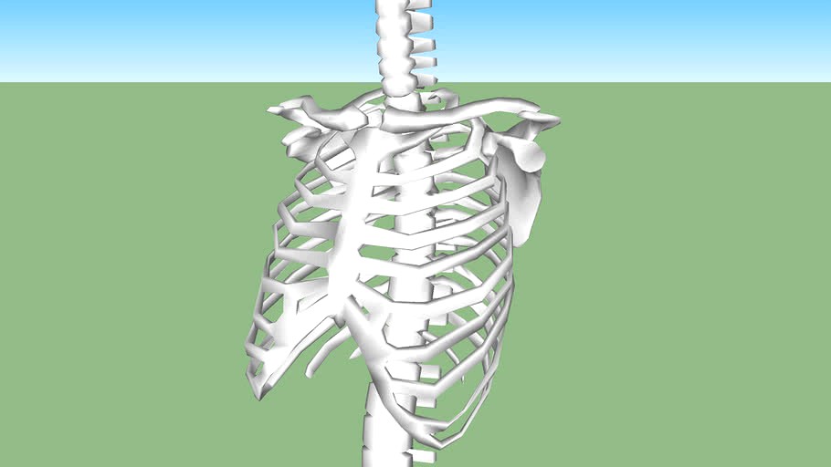 Rib Cage