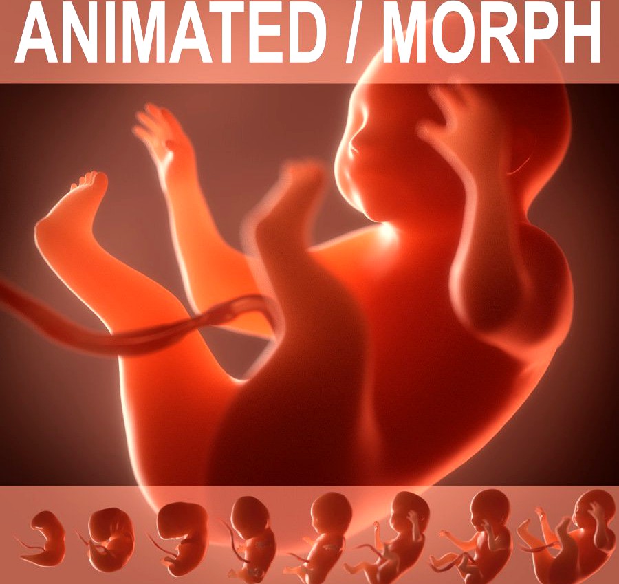 Human embryo, fetus. Growth animation.3d model