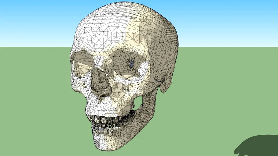 Skull