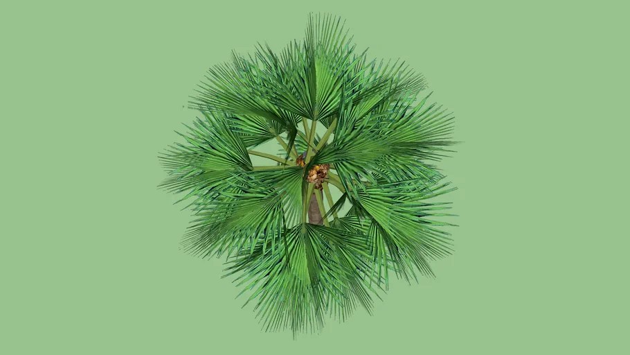 baum