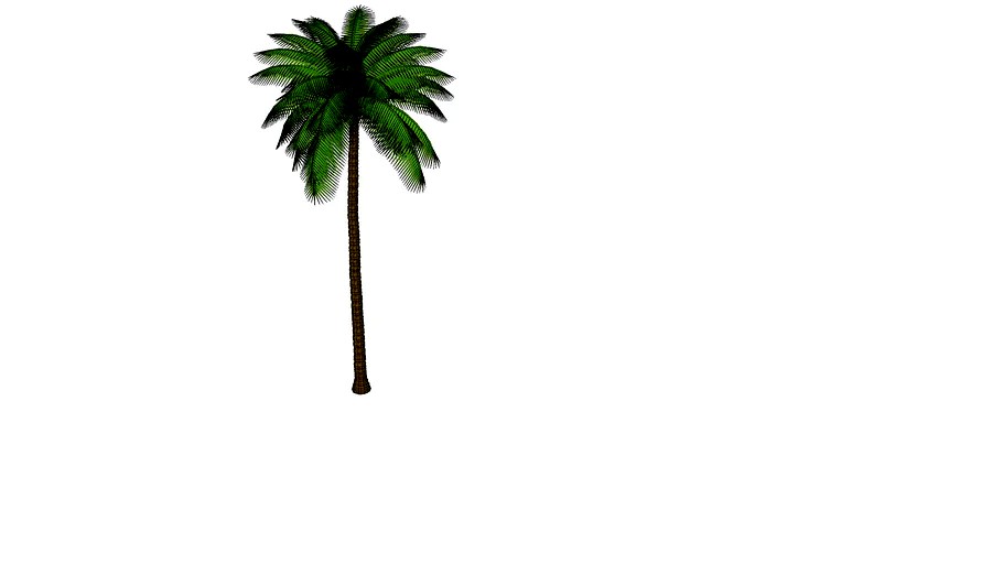 coqueiro