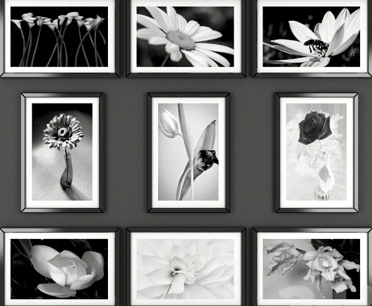 Черно-Белые картины цветы