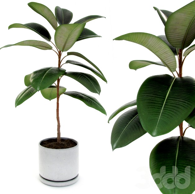 Ficus elastica decora (small)