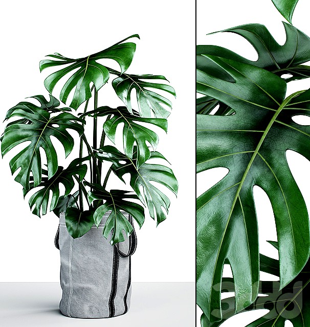 Монстера в тканевом кашпо