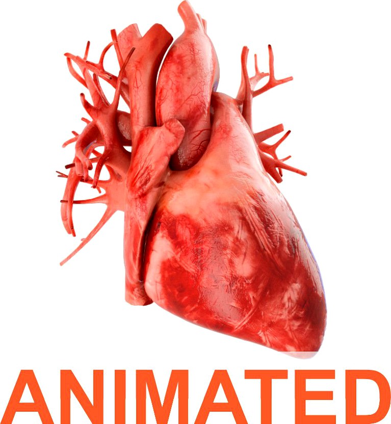 Human heart animated v33d model