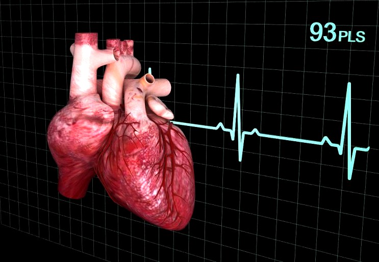 Human heart animated3d model